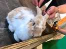 Patch the bunny