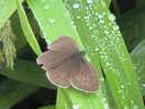 Butterflies and moths everywhere.
