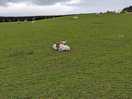 Lambs cuddled in the field next to us.