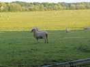 Field at the back of campsite