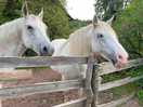 Horses