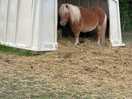 Pony