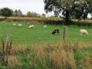 Sheep grazing along the beck walk