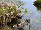 Cute pond inhabitants