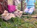 Playing with the rabbits