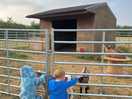 Saying hello to the goats