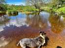 Yogi enjoying the river