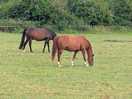 Horses