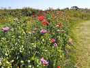 On the cliff walk to cromer from beeston regis