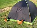 Chickens roaming free