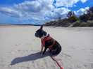 My dog enjoying the white sand of nairn beach...and the gorgeous blue sky!