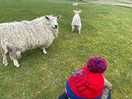 🐑