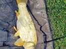 Some nice carp.