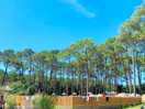 Pine woods
