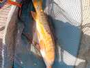 Fishing great