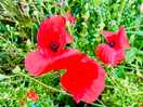 Wildflowers