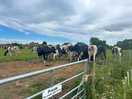 Close up of the cows next the the camp!