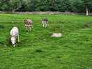 Donkeys