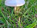 Mushrooms!