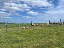 Sheep on field
