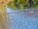 Ducklings
