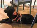 Our dog was treated as obe of the guests