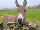 Borris
