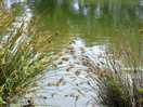 Fishing lakes