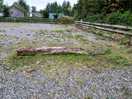 Weeds on touring hardstanding area