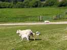 Sheep & lambs