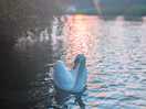 Local swan