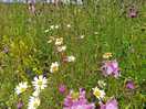 The wildflowers were amazing.
