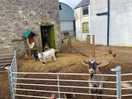 Goats and chickens