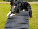 In the dog exercise area.