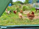 Hens saying hello