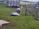 The alpacas roaming around