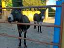 'neigh'bours!!