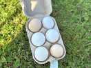 Fresh eggs