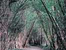Wild arch