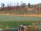Deer running through the site in the morning