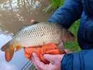 Even i can catch a fish here