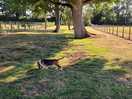 Fantastic shade provided by the mature trees in the secure dog park