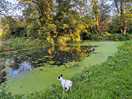 Pond round the back of the mill
