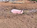Gotta love the pigs!!🐷