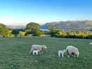 Lambs and views of bassenthwaite lake