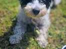 Happy puppy