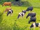 Cows