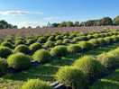 Beautiful views lavender fields