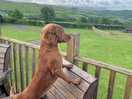 Our dog even enjoyed the views!