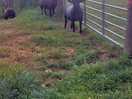 Field friends